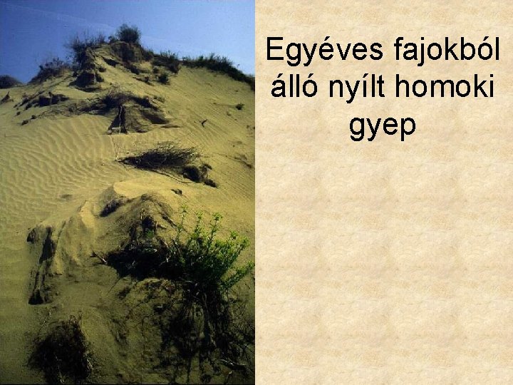 Egyéves fajokból álló nyílt homoki gyep 