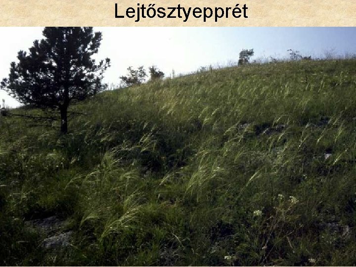 Lejtősztyepprét 