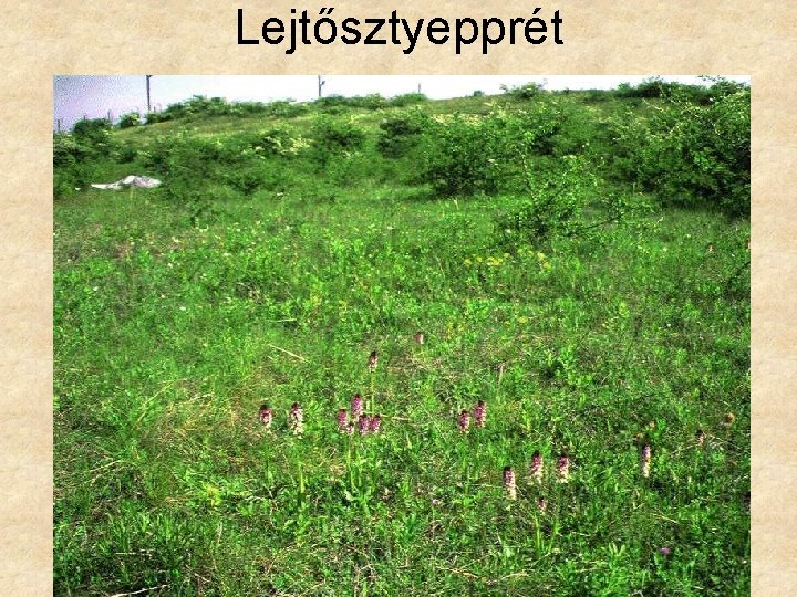 Lejtősztyepprét 