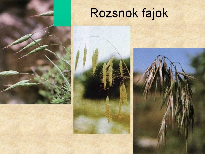 Rozsnok fajok 