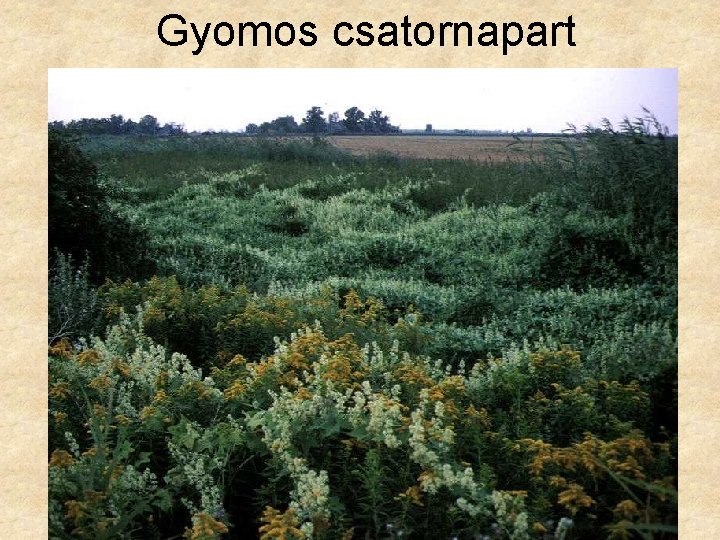 Gyomos csatornapart 