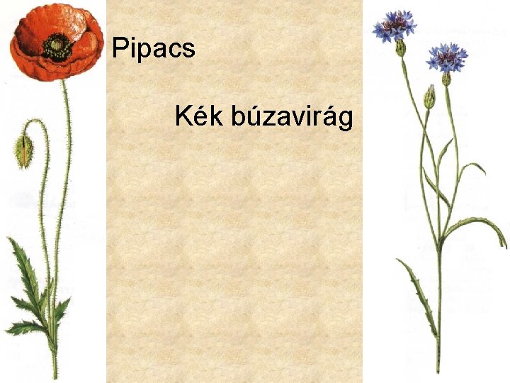 Pipacs Kék búzavirág 