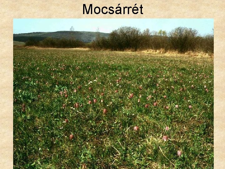 Mocsárrét 