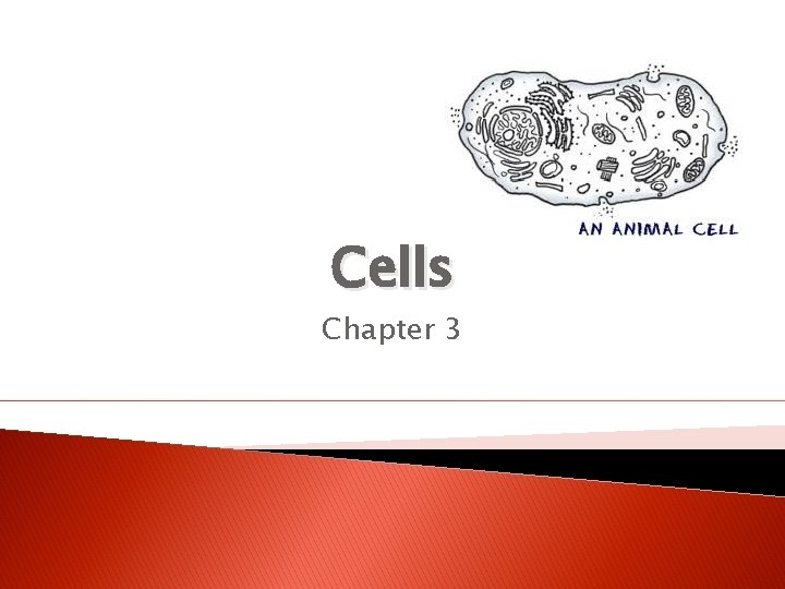 Cells Chapter 3 