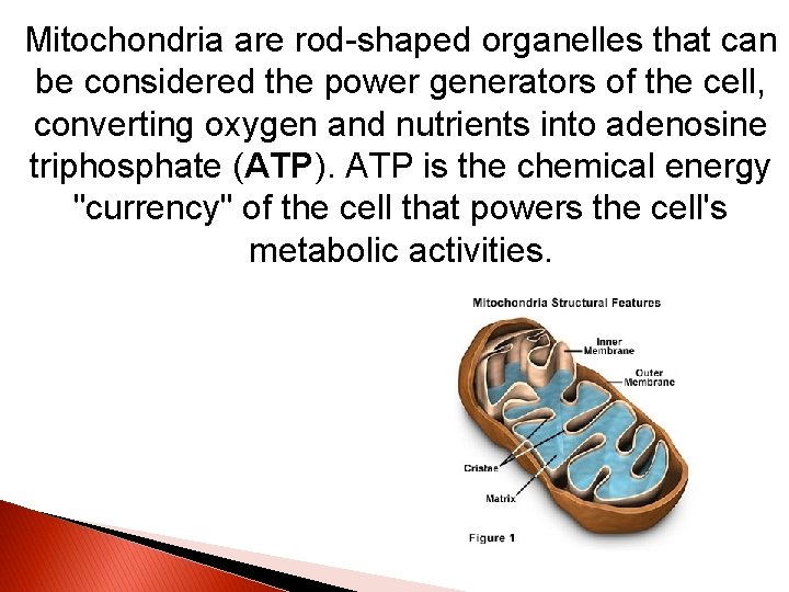 Mitochondria are rod-shaped organelles that can be considered the power generators of the cell,