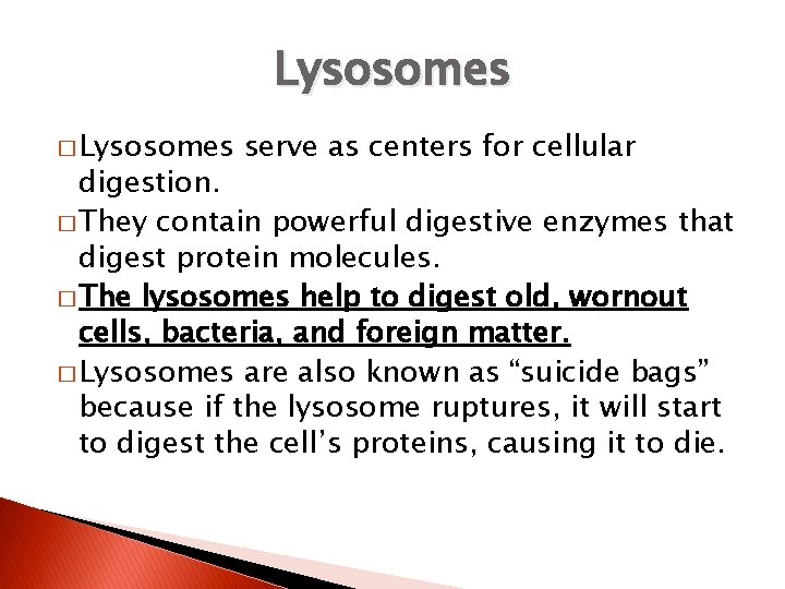 Lysosomes � Lysosomes serve as centers for cellular digestion. � They contain powerful digestive