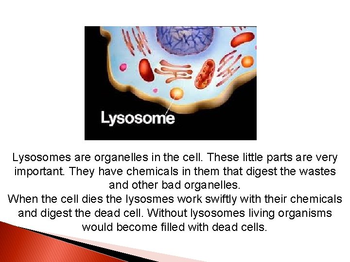 Lysosomes are organelles in the cell. These little parts are very important. They have
