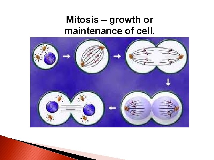 Mitosis – growth or maintenance of cell. 