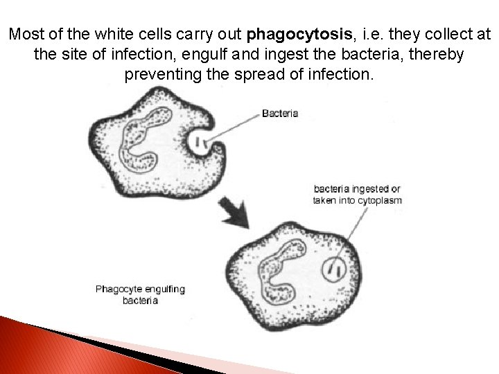 Most of the white cells carry out phagocytosis, i. e. they collect at the