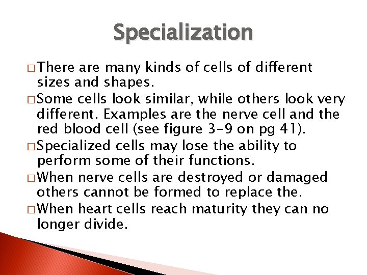 Specialization � There are many kinds of cells of different sizes and shapes. �