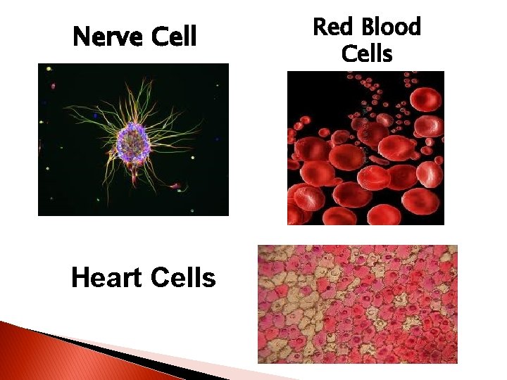 Nerve Cell Heart Cells Red Blood Cells 