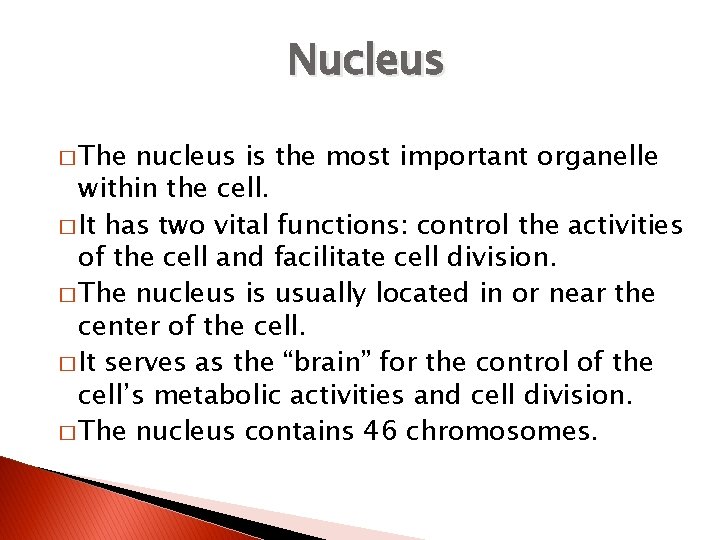 Nucleus � The nucleus is the most important organelle within the cell. � It
