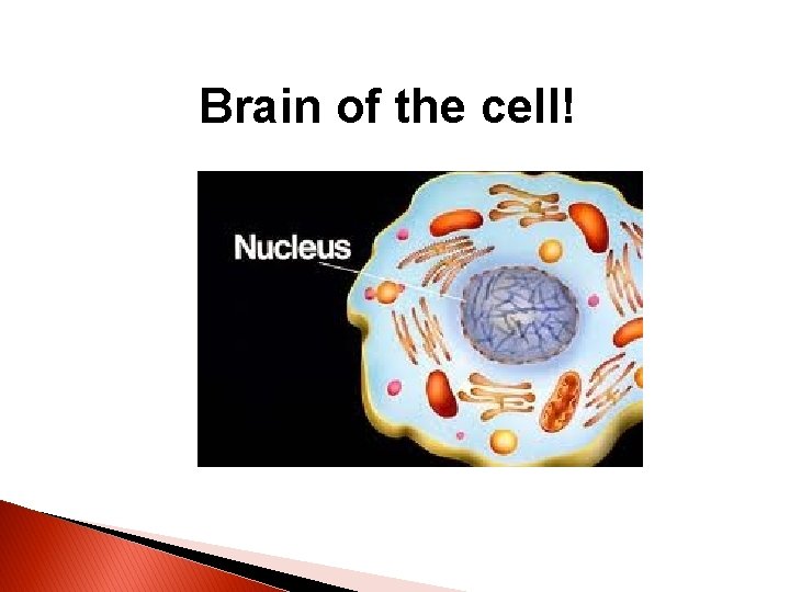 Brain of the cell! 