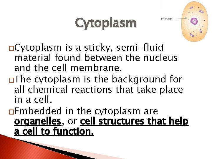 Cytoplasm �Cytoplasm is a sticky, semi-fluid material found between the nucleus and the cell