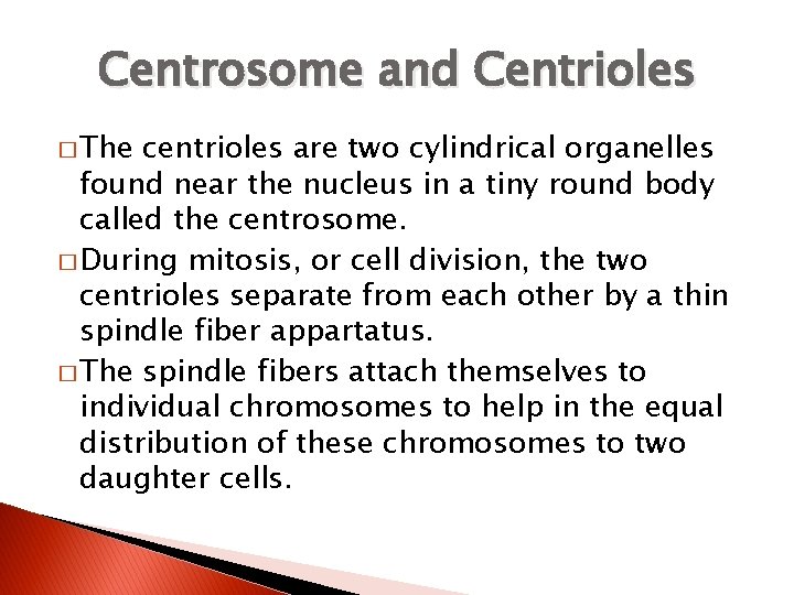 Centrosome and Centrioles � The centrioles are two cylindrical organelles found near the nucleus