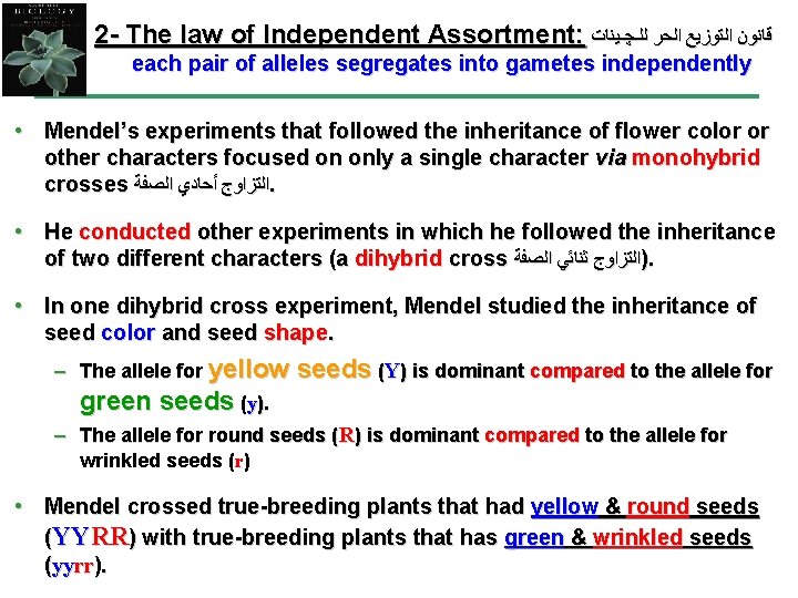 2 - The law of Independent Assortment: ﻗﺎﻧﻮﻥ ﺍﻟﺘﻮﺯﻳﻊ ﺍﻟﺤﺮ ﻟﻠـﭽـﻴﻨﺎﺕ each pair of