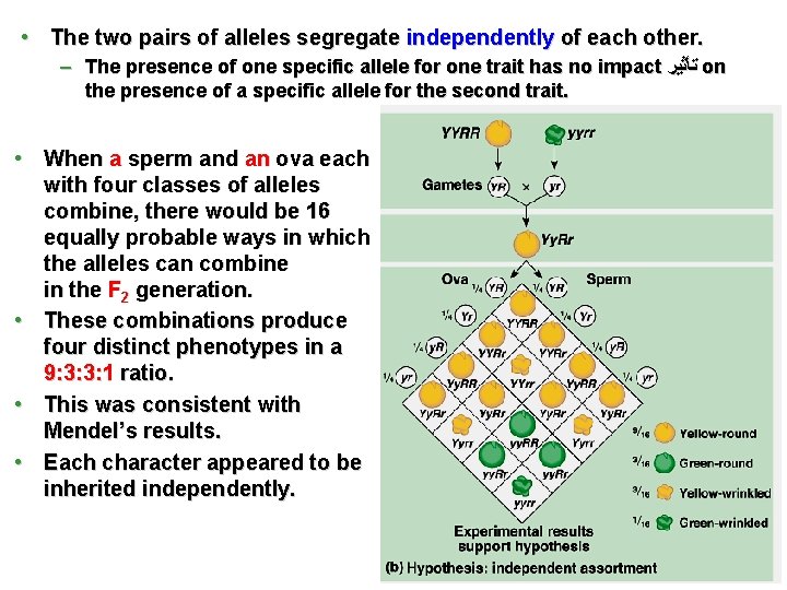  • The two pairs of alleles segregate independently of each other. – The