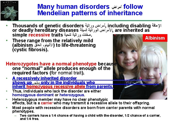 Many human disorders ﺃﻤﺮﺍﺽ follow Mendelian patterns of inheritance • Thousands of genetic disorders