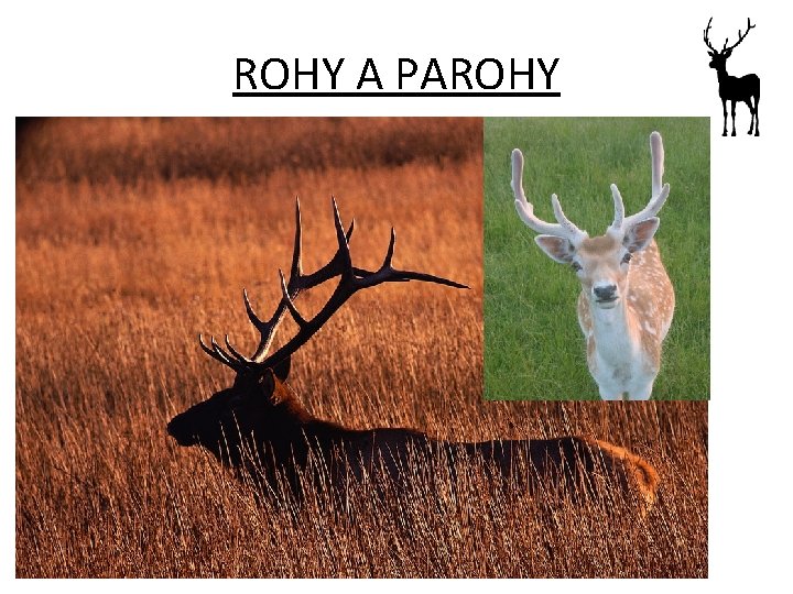 ROHY A PAROHY 