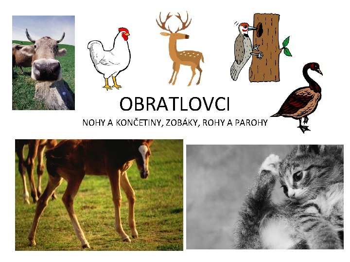 OBRATLOVCI NOHY A KONČETINY, ZOBÁKY, ROHY A PAROHY 