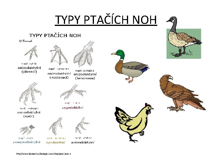 TYPY PTAČÍCH NOH http: //www. biomach. cz/biologie-zivocichua/ptaci-aves-1 