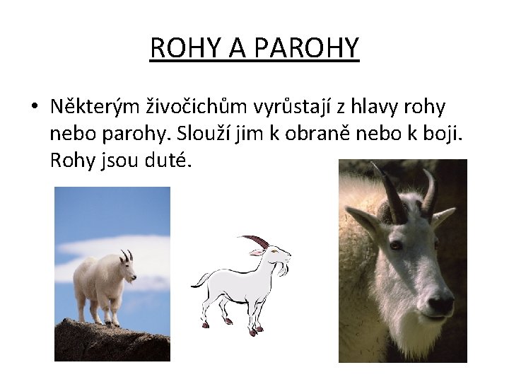 ROHY A PAROHY • Některým živočichům vyrůstají z hlavy rohy nebo parohy. Slouží jim