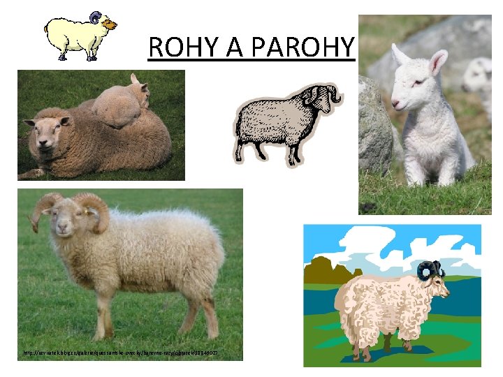 ROHY A PAROHY http: //uzviratek. blog. cz/galerie/quessantske-ovecky/barevne-razy/obrazek/18849027 