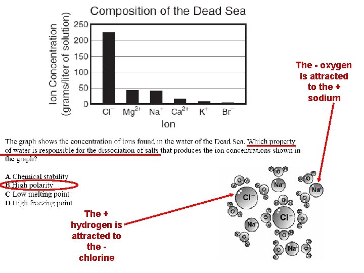 The - oxygen is attracted to the + sodium The + hydrogen is attracted