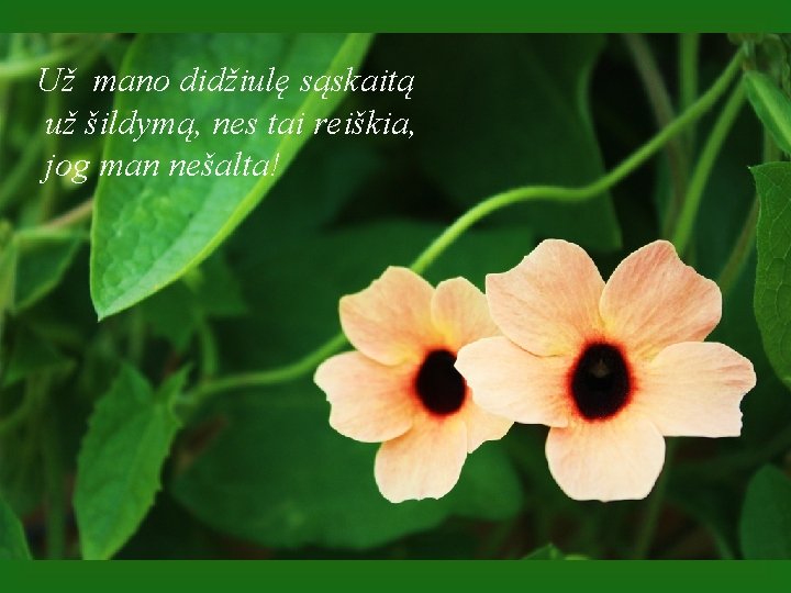 Už mano didžiulę sąskaitą už šildymą, nes tai reiškia, jog man nešalta! 