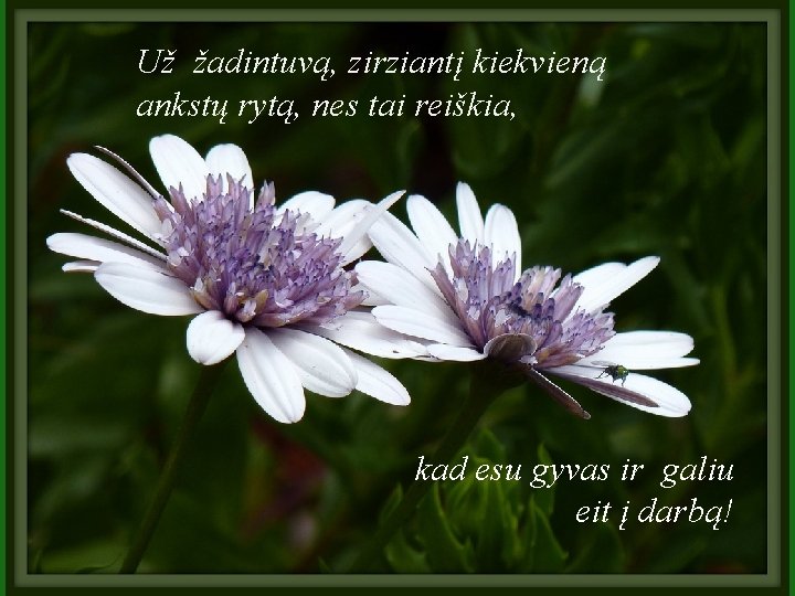 Už žadintuvą, zirziantį kiekvieną ankstų rytą, nes tai reiškia, kad esu gyvas ir galiu