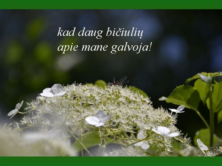kad daug bičiulių apie mane galvoja! 
