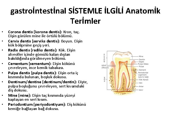 gastroİntestİnal SİSTEMLE İLGİLİ Anatomİk Terİmler • • Corona dentis (korona dentis): Kron, taç. Dişin