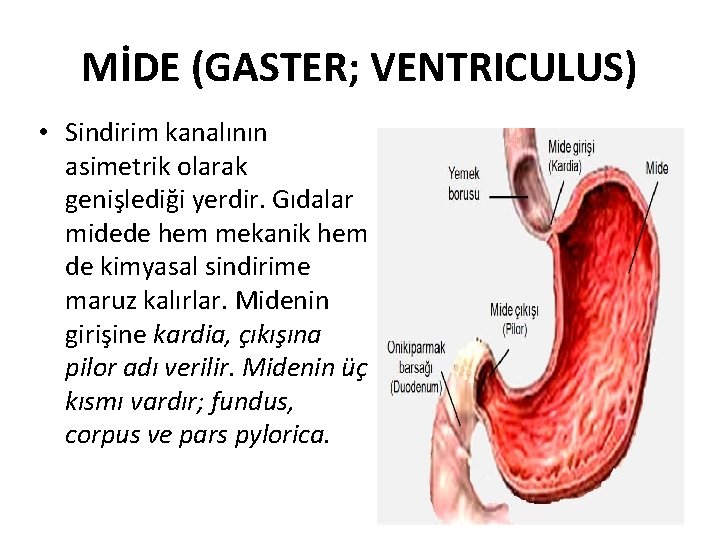 MİDE (GASTER; VENTRICULUS) • Sindirim kanalının asimetrik olarak genişlediği yerdir. Gıdalar midede hem mekanik