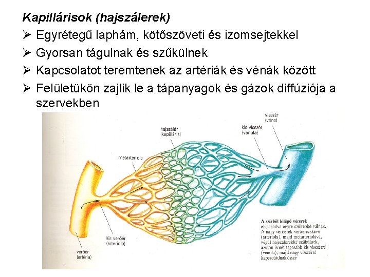 Kapillárisok (hajszálerek) Ø Egyrétegű laphám, kötőszöveti és izomsejtekkel Ø Gyorsan tágulnak és szűkülnek Ø