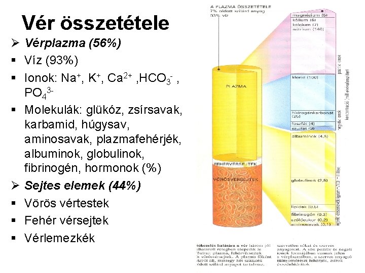 Vér összetétele Ø Vérplazma (56%) § Víz (93%) § Ionok: Na+, K+, Ca 2+