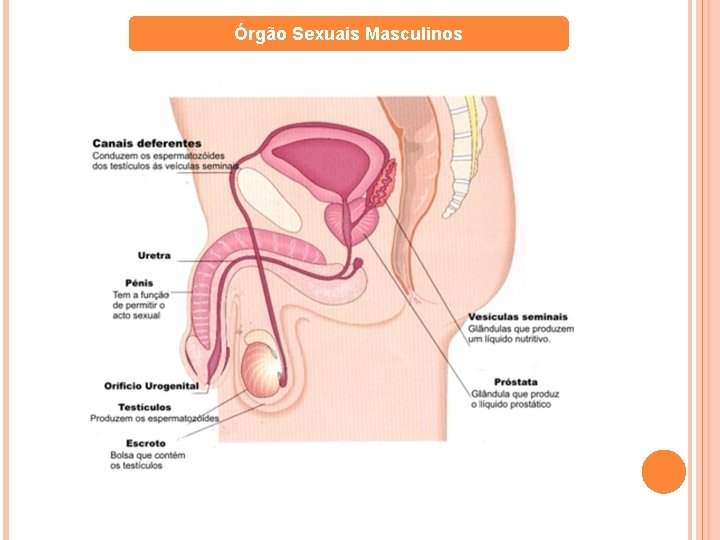 Órgão Sexuais Masculinos 
