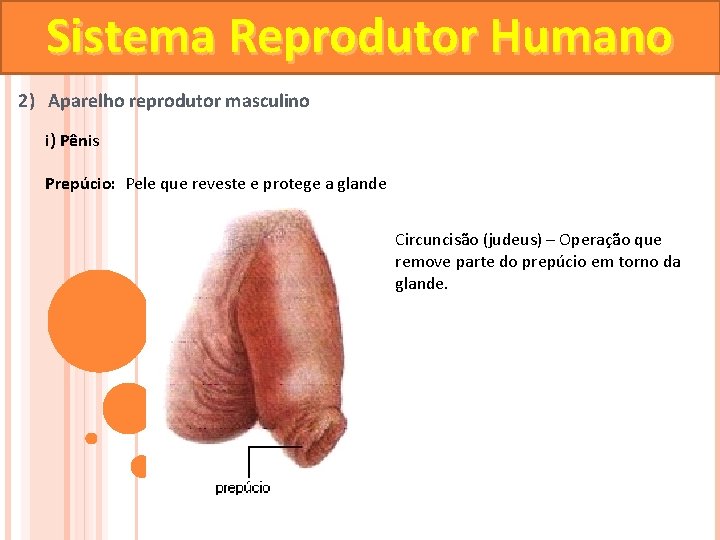 Sistema Reprodutor Humano 2) Aparelho reprodutor masculino i) Pênis Prepúcio: Pele que reveste e