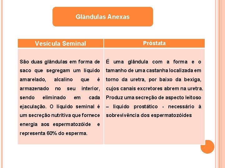 Glândulas Anexas Vesícula Seminal Próstata São duas glândulas em forma de É uma glândula