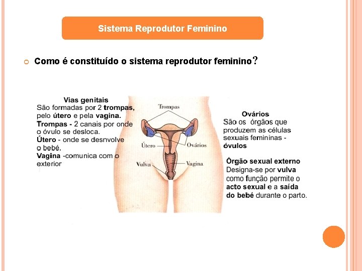 Sistema Reprodutor Feminino Como é constituído o sistema reprodutor feminino? 