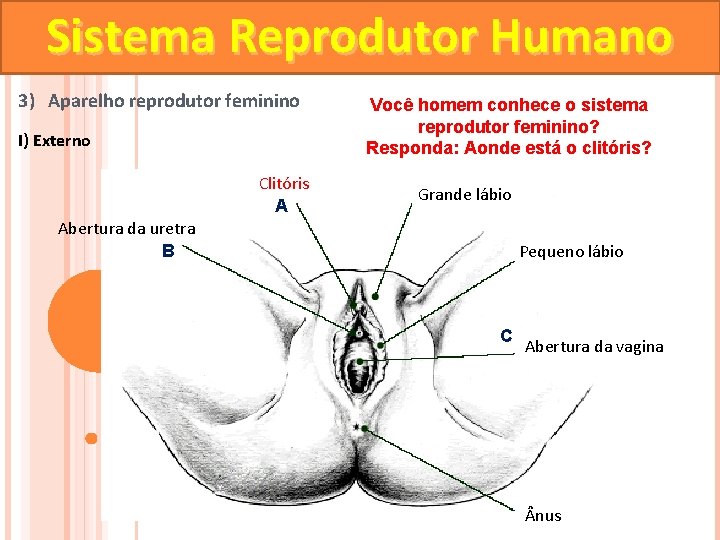 Sistema Reprodutor Humano 3) Aparelho reprodutor feminino I) Externo Clitóris A Você homem conhece