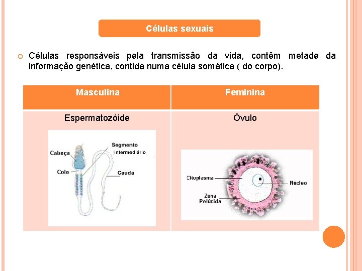 Células sexuais Células responsáveis pela transmissão da vida, contêm metade da informação genética, contida