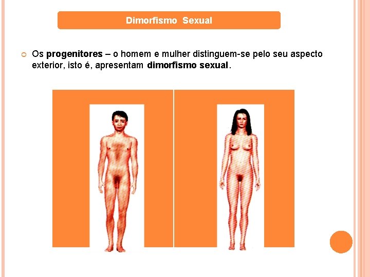 Dimorfismo Sexual Os progenitores – o homem e mulher distinguem-se pelo seu aspecto exterior,