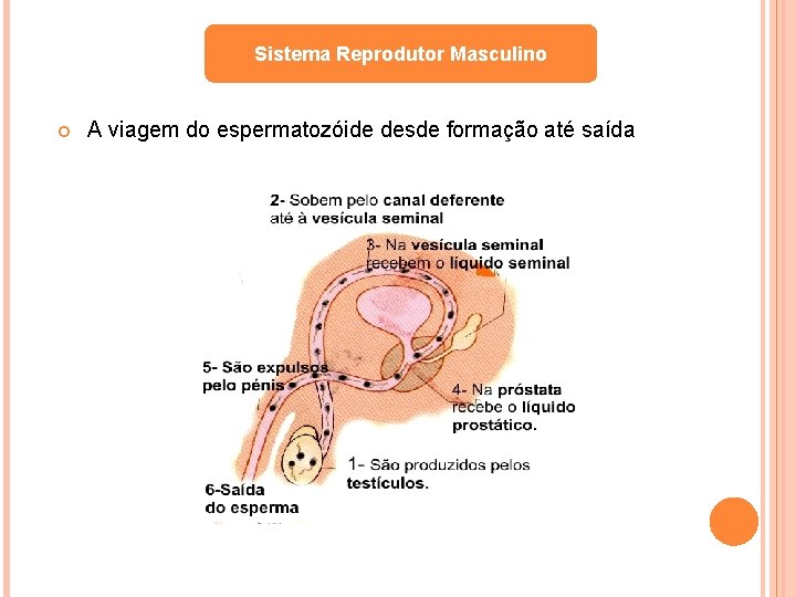 Sistema Reprodutor Masculino A viagem do espermatozóide desde formação até saída 