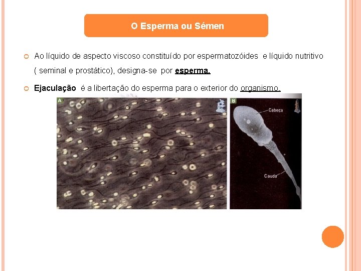 O Esperma ou Sémen Ao líquido de aspecto viscoso constituído por espermatozóides e líquido