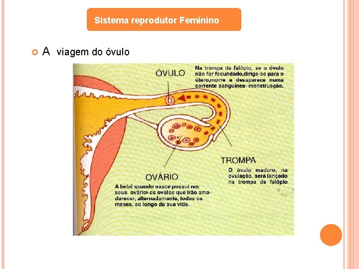 Sistema reprodutor Feminino A viagem do óvulo 