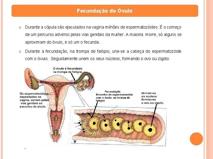 Fecundação do Óvulo Durante a cópula são ejaculados na vagina milhões de espermatozóides. É