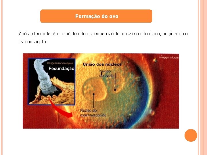 Formação do ovo Após a fecundação, o núcleo do espermatozóide une-se ao do óvulo,