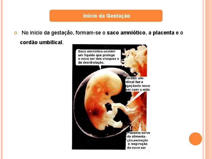 Início da Gestação No início da gestação, formam-se o saco amniótico, a placenta e