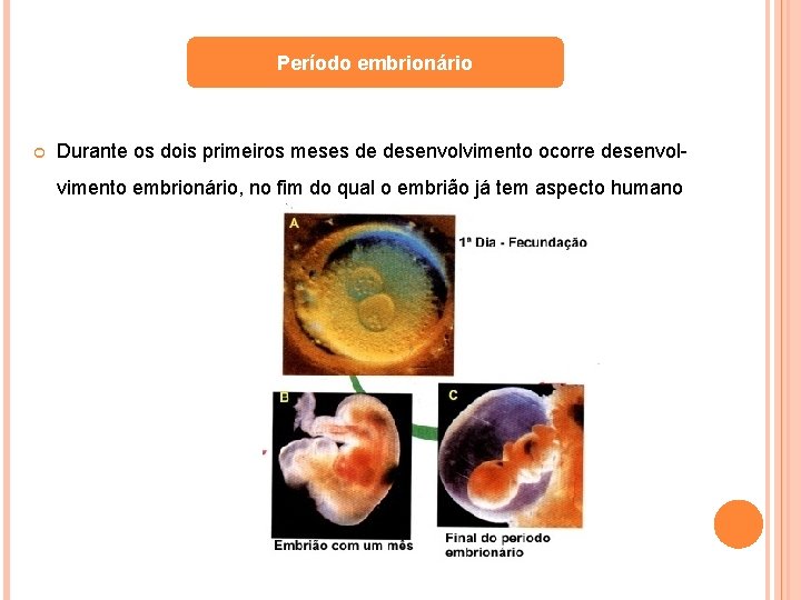 Período embrionário Durante os dois primeiros meses de desenvolvimento ocorre desenvolvimento embrionário, no fim