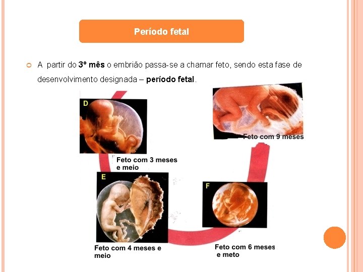 Período fetal A partir do 3º mês o embrião passa-se a chamar feto, sendo